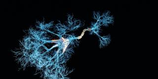 神经元的全息图