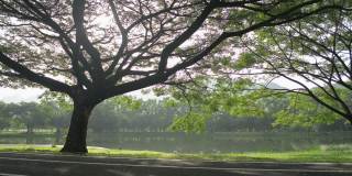 美丽的景色，早晨的阳光穿过公园的一棵大树，一个戴着口罩的女人在路上慢跑。健康的生活方式。