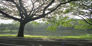 在早晨温暖的阳光下，在公园的一个自然池塘附近生长的空旷的道路上，大树伸展在草地上的阴影美丽的场景。
