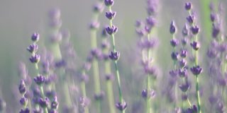 薰衣草花的春天背景与美丽的紫色和散景灯。日落时分，法国普罗旺斯田野里盛开的薰衣草。关闭了。有选择性的重点