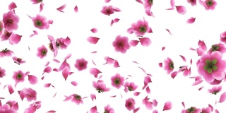 3D动画的粉红色樱花花瓣流动与阿尔法层