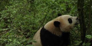 一只寻找食物的大熊猫。
