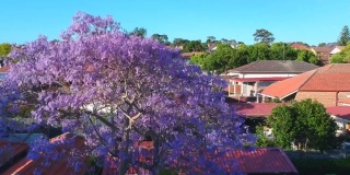 快速移动的云对一个美丽的蓝天与蓝花楹树在风摇动摇动西澳大利亚悉尼