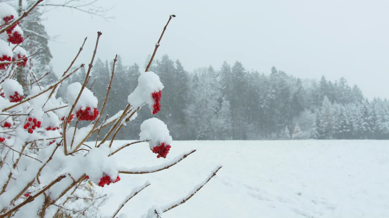 美丽的森林在冬天。红色浆果在一个深冬天的森林背景与飘落的雪。
