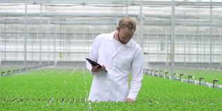 一名员工在室内水培温室检查绿色植物并使用药片