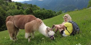女游客和羊驼在Comino山上
