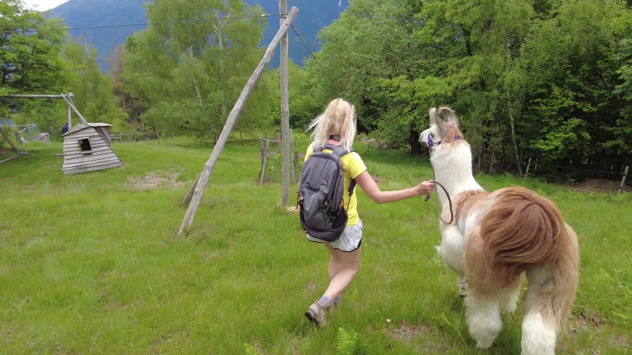 女游客和羊驼在Comino山上