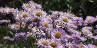 紫苑(Aster alpinus)是紫苑属双子叶植物的一种。该分类学名称最早由瑞典分类学家卡尔·林奈于1753年公布。