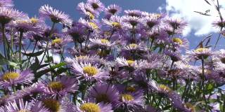 紫苑(Aster alpinus)是紫苑属双子叶植物的一种。该分类学名称最早由瑞典分类学家卡尔·林奈于1753年公布。