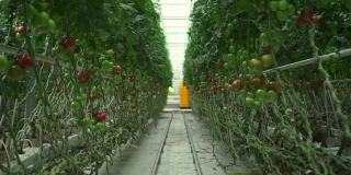 用水培技术在温室中种植的番茄和人们