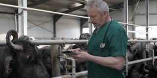 兽医在农场检查动物。