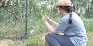 一个年轻美丽的植物学家女人戴着太阳帽坐在地球上的夏天，计算植物植物科学自然花卉研究的种子和果实数量植物学家草药植物科学家4K分辨率