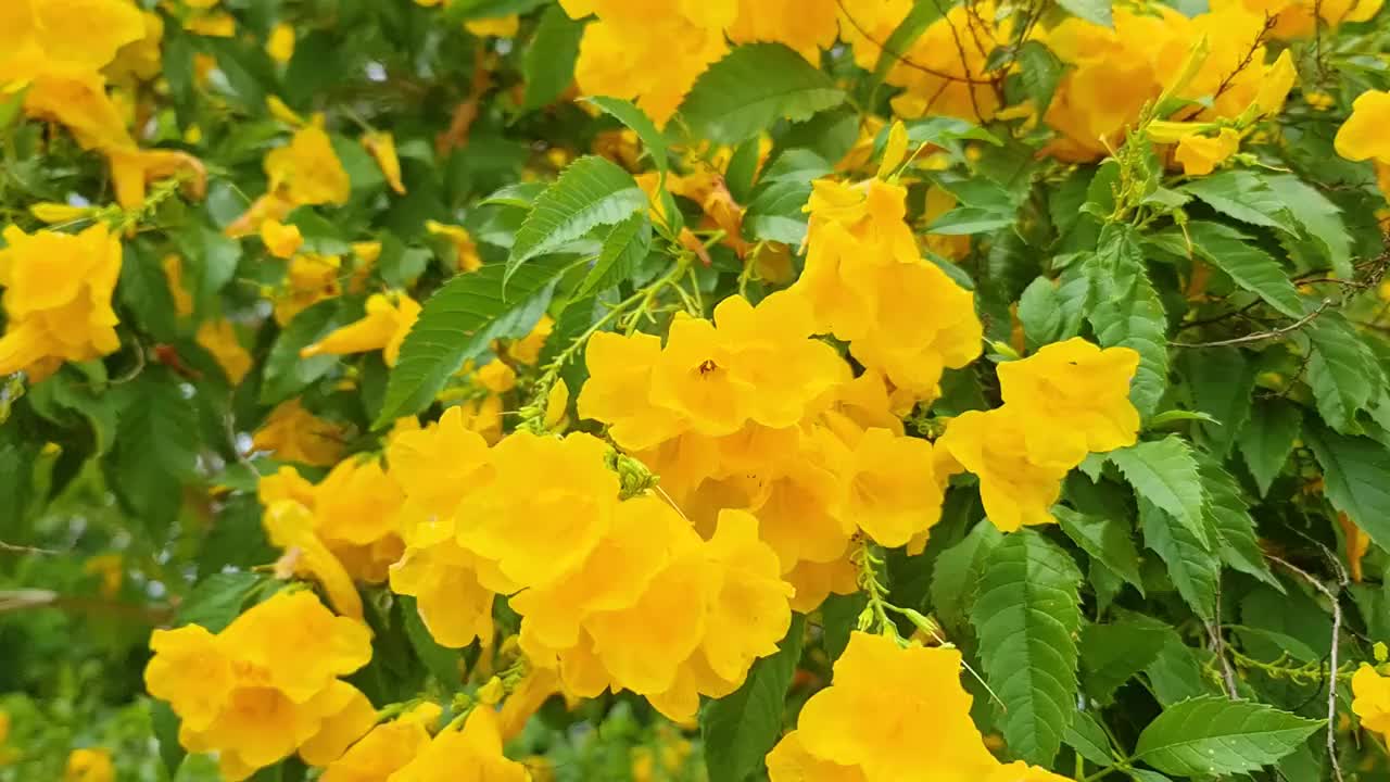 黄花和蜂虫飞来飞去。近距离观看与绿色树叶树花卉背景。在泰国拍摄4K视频