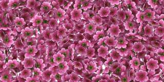 3D动画的粉红色樱花花瓣流动与阿尔法层