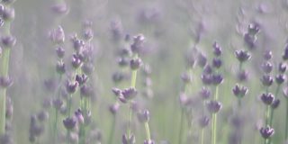 薰衣草花的春天背景与美丽的紫色和散景灯。日落时分，法国普罗旺斯田野里盛开的薰衣草。关闭了。有选择性的重点