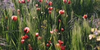 春天的时候在草地上，特别红色的罂粟花在田野上