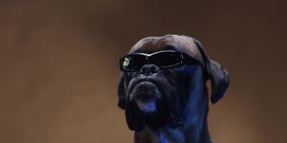 戴墨镜的拳击手狗的肖像在黑暗的背景。