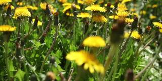 在阳光明媚的日子里，黄色的蒲公英花在草地上。田野中的黄色蒲公英在风中特写。