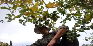 低低的视野，年轻的农民坐在田野和探索绿色鹰嘴豆在阴天。雄性农学家在草地上检查鹰嘴豆。农业经营的概念。慢动作