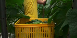 温室工人种植有机黄瓜作物，靠近Spbd。春天的收获。男人。