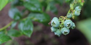新鲜的有机蓝莓在灌木丛中成熟。未成熟的浆果的灌木。