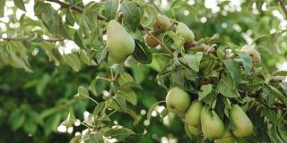 梨树与成熟的果实接近。新鲜的梨长在花园里的树枝上。健康的水果，丰收的概念，生的素食维他命，有机的本地食物