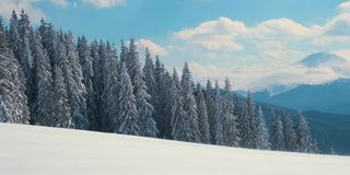 在寒冷晴朗的冬日里，常绿的松树覆盖着刚下过的雪。