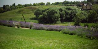 宽阔的镜头美丽的田野与紫色薰衣草和绿色的草。阳光明媚的夏日，草地上有罕见的树木。自然之美与宁静的概念。