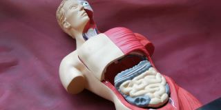 人体解剖结构的玩具模型。青少年的手收集人造人体内部器官，肌肉，胸，橡胶，肠，肺，肾，心脏