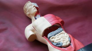 人体解剖结构的玩具模型。青少年的手收集人造人体内部器官，肌肉，胸，橡胶，肠，肺，肾，心脏视频素材模板下载
