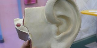人耳解剖结构的玩具模型。人类听觉器官的人造模型