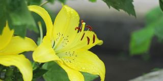 雨中黄色百合花的花蕾。雨点落在黄花上。