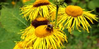 一只黄色的大黄蜂正在从黄色的Elecampane花中吸取花蜜
