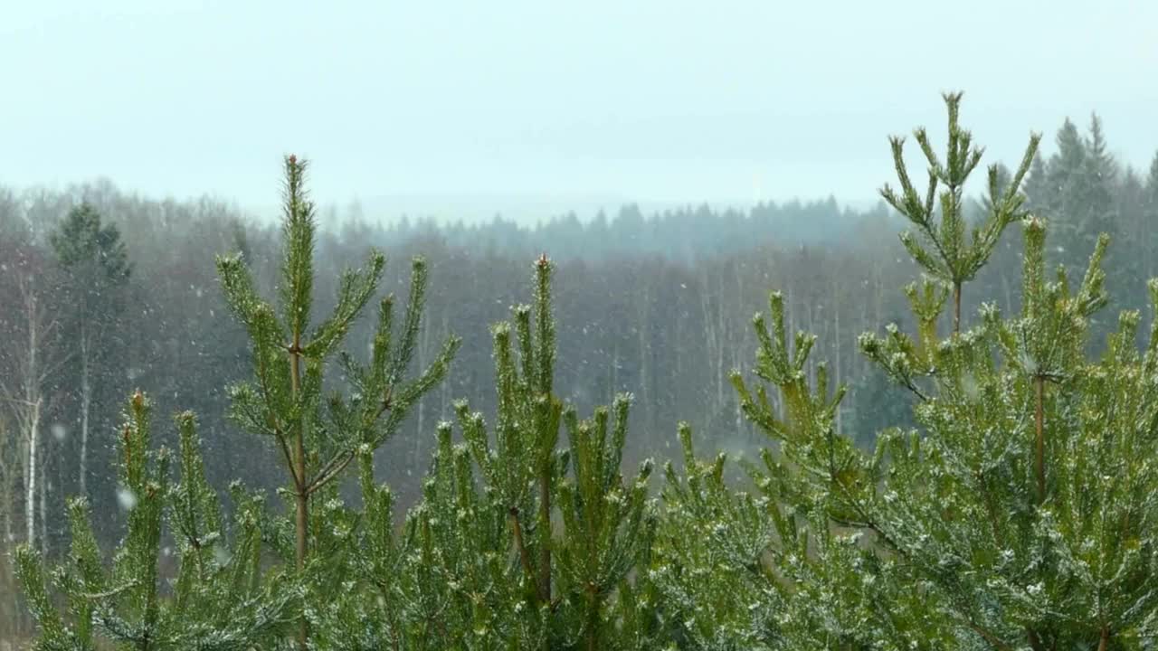 冬季景色在田野里有三棵白雪皑皑的松树，雪景秀丽，天气晴朗。视频明信片