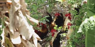 传统的散养家禽农场的公鸡或鸡，农村草地上散养的公鸡