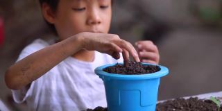 薄集中手，亚洲儿童抱幼苗和种植在蓝色盆中。