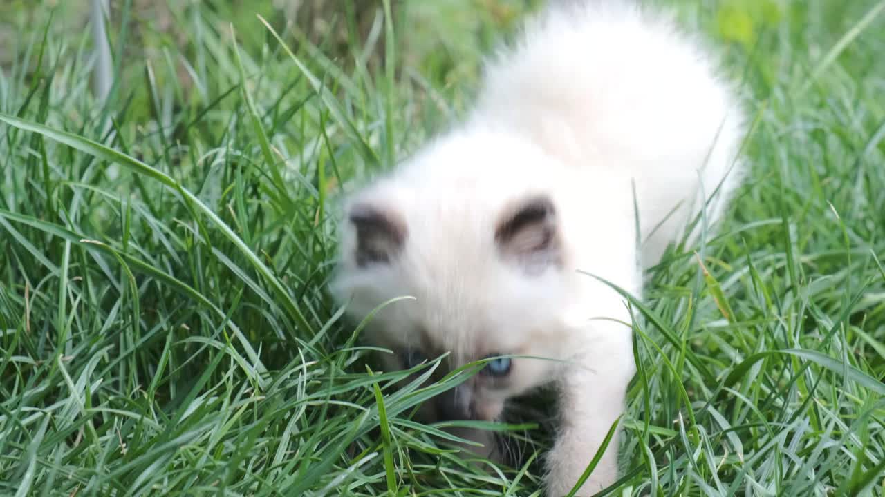 可爱的小猫在绿色的草地。夏天花园里的小猫