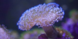 珊瑚石自然白色珊瑚软珊瑚在沙海大西洋。