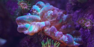培育繁殖软珊瑚。视频微距镜头。人工珊瑚种植昆士兰。