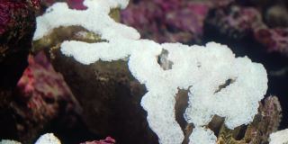 珊瑚繁殖白色为婴儿在水下颜色美丽的软珊瑚。