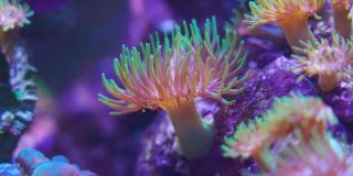 视频微距镜头。软珊瑚分支。人工珊瑚种植昆士兰。