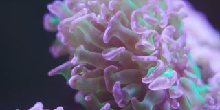 视频微距镜头。分枝珊瑚释放卵。人工珊瑚种植昆士兰。