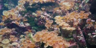 珊瑚繁殖和修复的大规模试验。分枝珊瑚释放卵。人工珊瑚种植昆士兰。