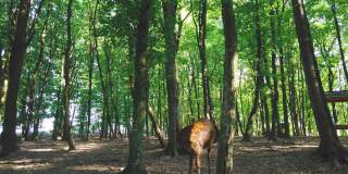 斑轴鹿站在绿树丛中