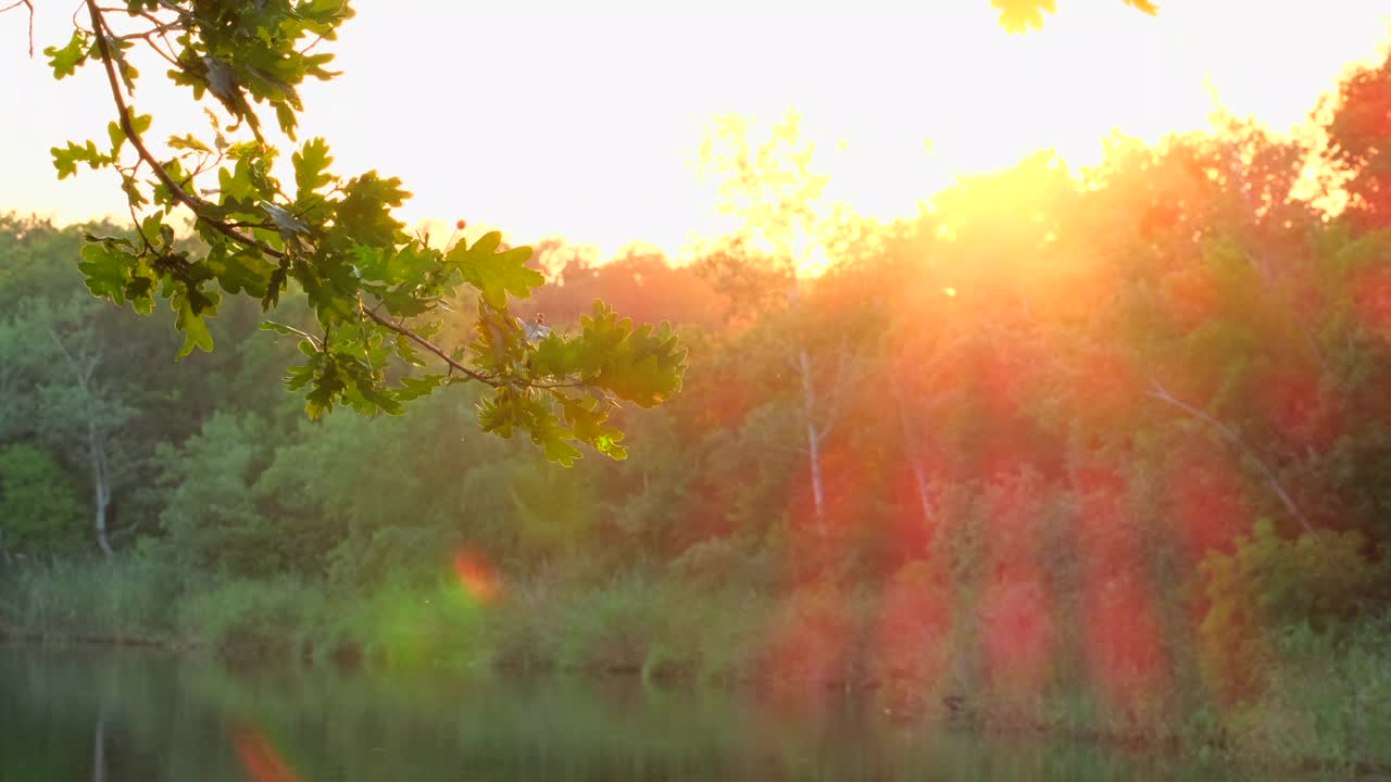 自然河流附近。树上的绿叶在风中摇曳，倒映在水中，阳光透过树叶闪耀。河水在早晨浮出水面。森林里的宁静和自然之美。景观