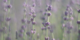 薰衣草花的春天背景与美丽的紫色和散景灯。日落时分，法国普罗旺斯田野里盛开的薰衣草。关闭了。有选择性的重点。慢动作