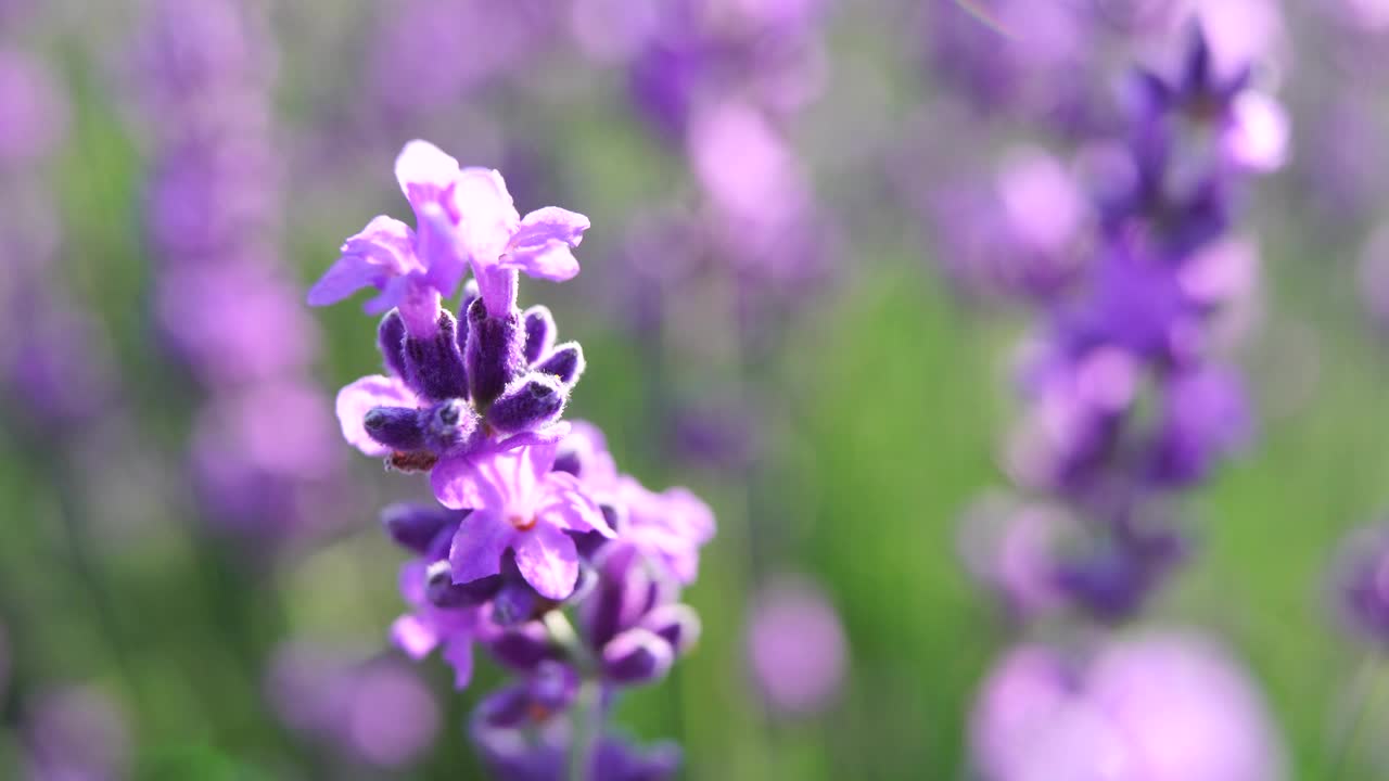 日落时分田野里盛开的薰衣草。普罗旺斯,法国。关闭了。有选择性的重点。缓慢的运动。薰衣草花的春天背景与美丽的紫色和散景灯