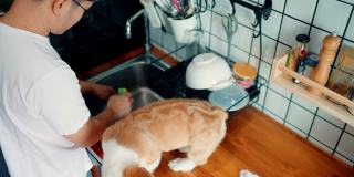 早上，一个男人和他可爱的小狗在厨房工作。
