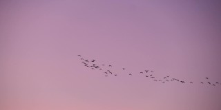 候鸟楔。飞行的鸟类。一群鸟在天空中飞翔。迁徙的大鸟会形成队形。迁徙，重新安置大自然。秋天的季节