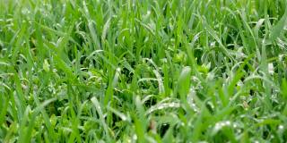 新鲜的绿草用露珠夹住，露珠在绿草上连续不断。绿色户外自然近距离接触